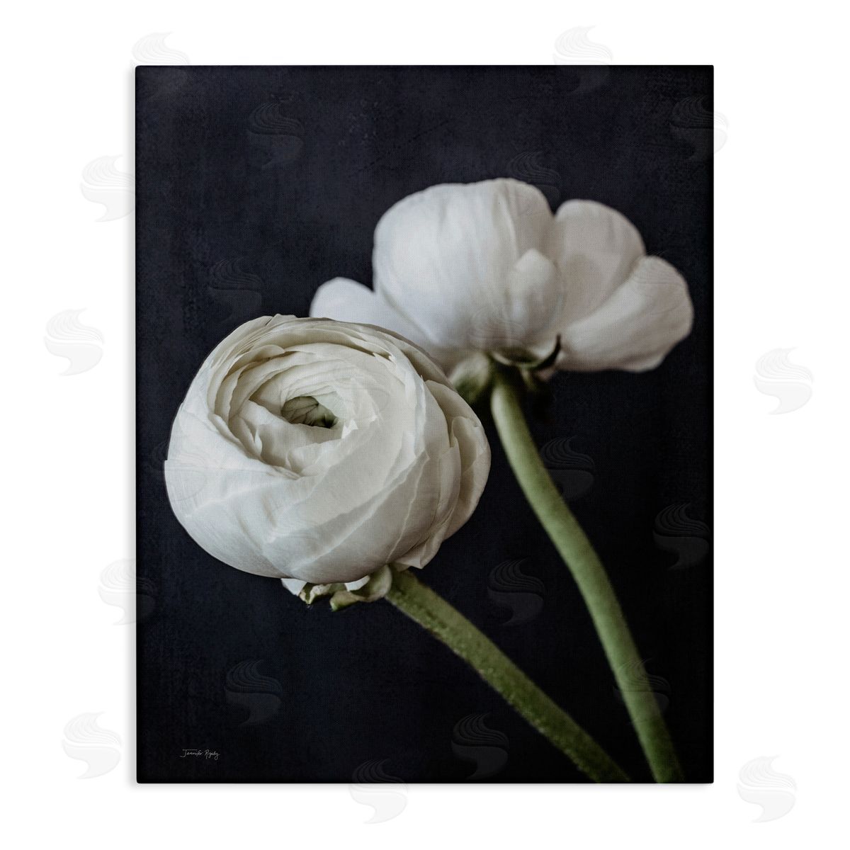 Jennifer Rigsby Modern Ranunculus Flower Blossom Arrangement White Petals Stretched Canvas Wall Art Print