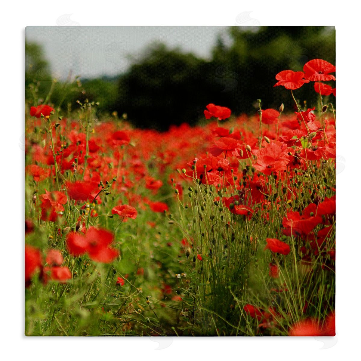 Dan Meneely Brilliant Red Poppy Meadow Scenic Flower Blooms Stretched Canvas Wall Art Print