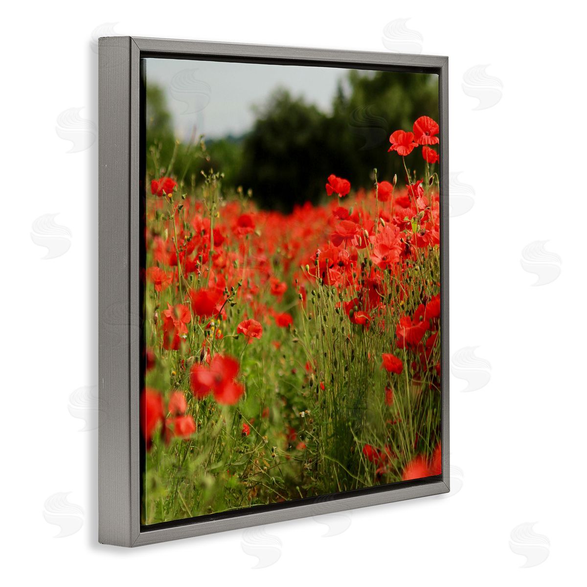 Dan Meneely Brilliant Red Poppy Meadow Scenic Flower Blooms Gray Floating Frame Canvas Wall Art Print