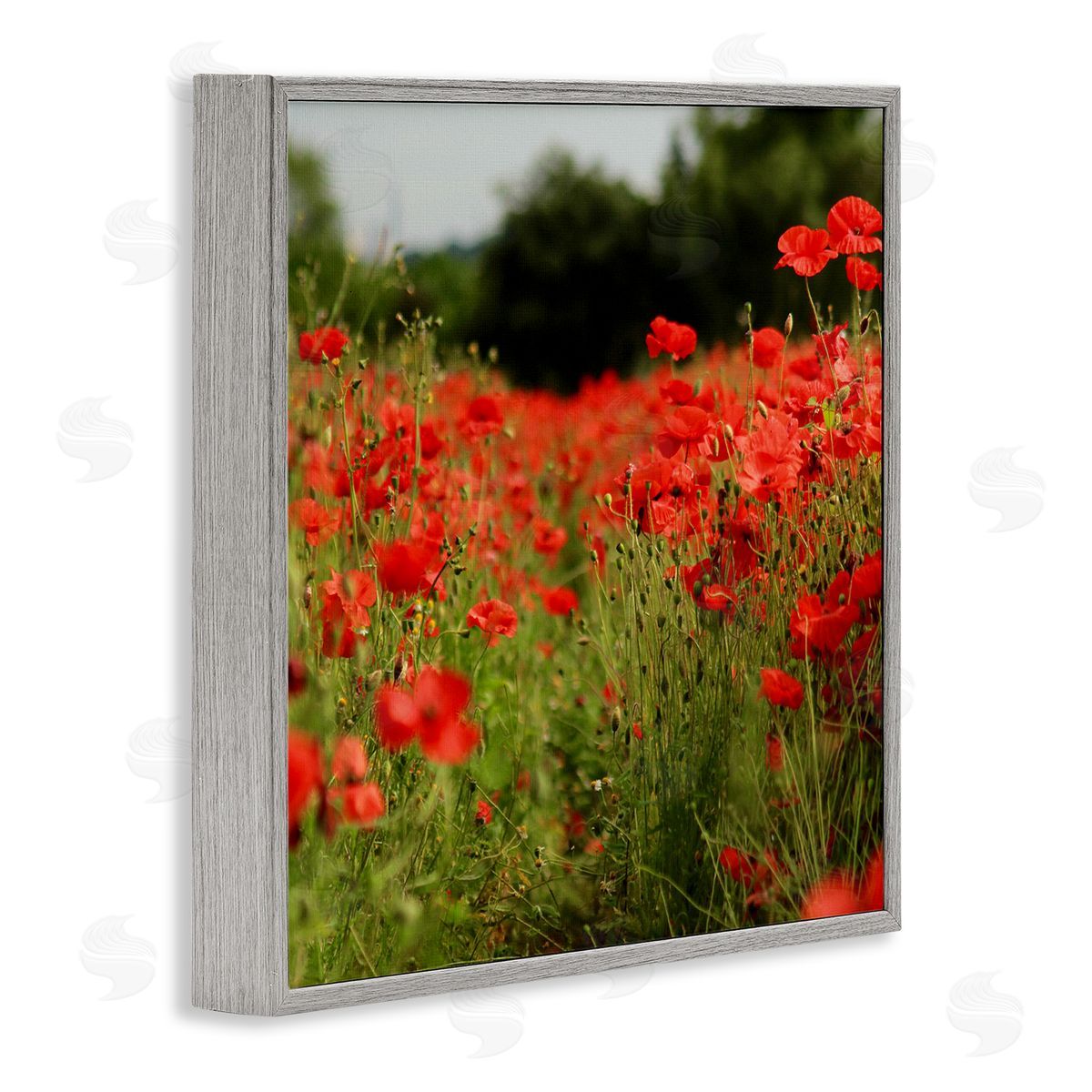 Dan Meneely Brilliant Red Poppy Meadow Scenic Flower Blooms Gray Framed Glicee Wall Art Print
