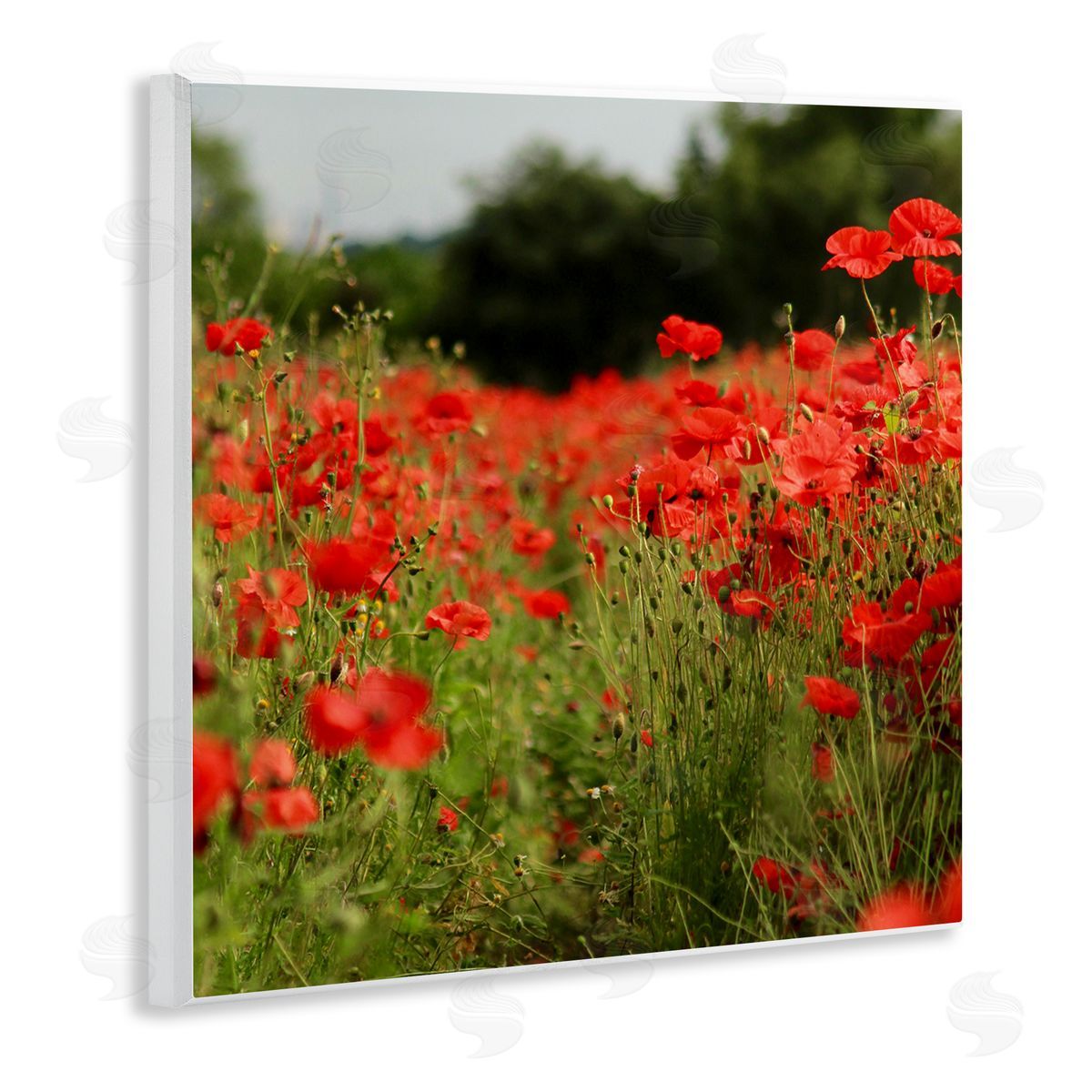 Dan Meneely Brilliant Red Poppy Meadow Scenic Flower Blooms Wooden Wall Plaque Art Print