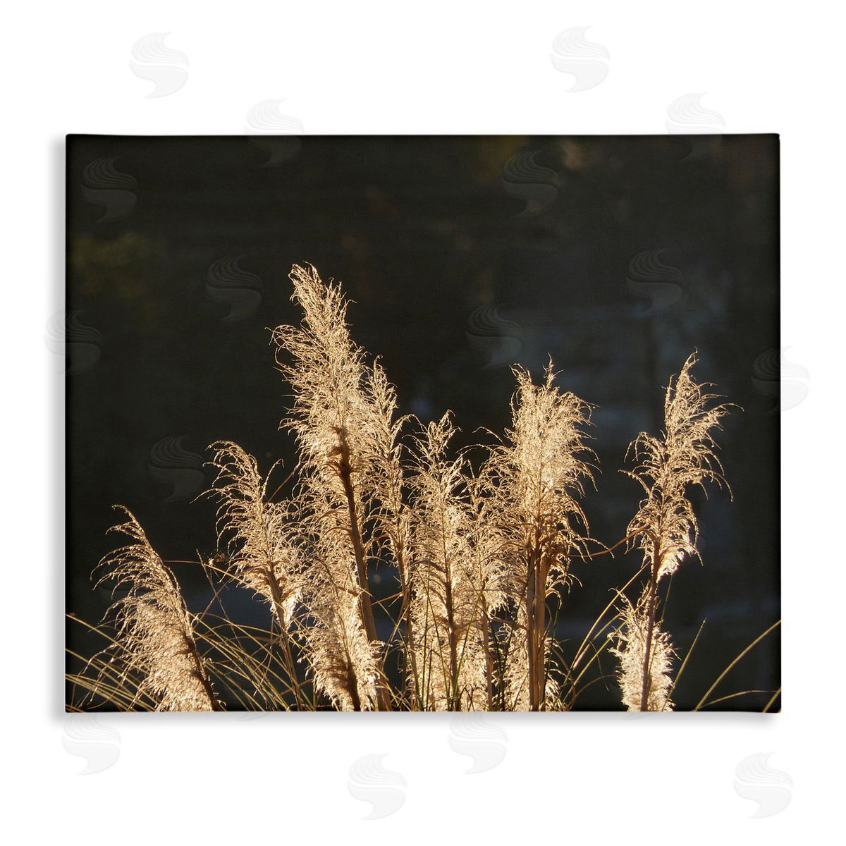 Gail Peck Moonlit Pampas Grass Rural Reeds Plant Botanicals  Stretched Canvas Wall Art Print