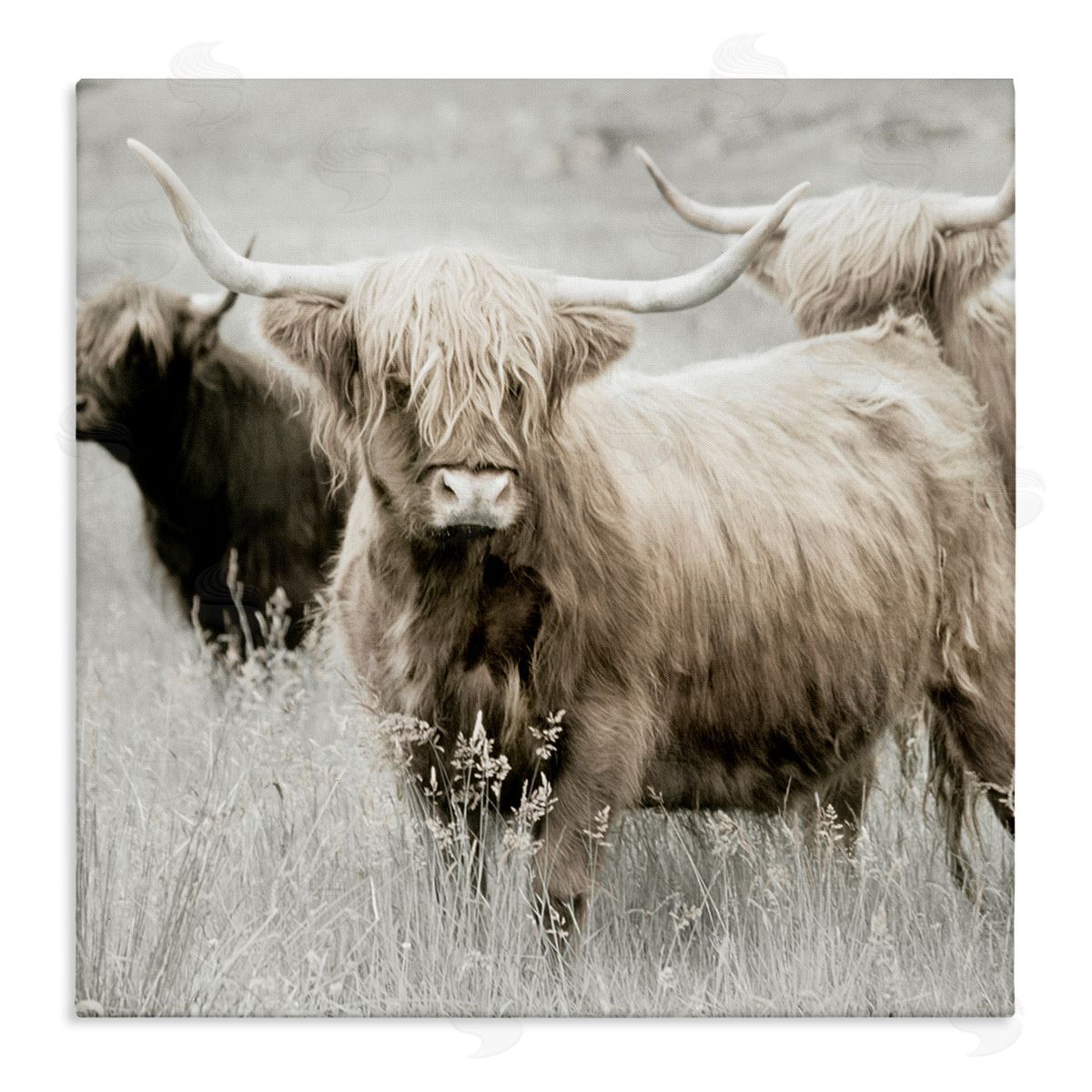 Danita Delimont Highland Cattle Country Meadow Stretched Canvas Wall Art Print