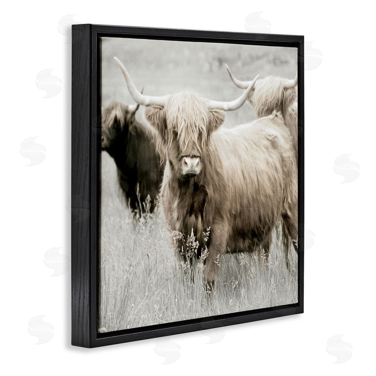 Danita Delimont Highland Cattle Country Meadow Black Floating Frame Canvas Wall Art Print