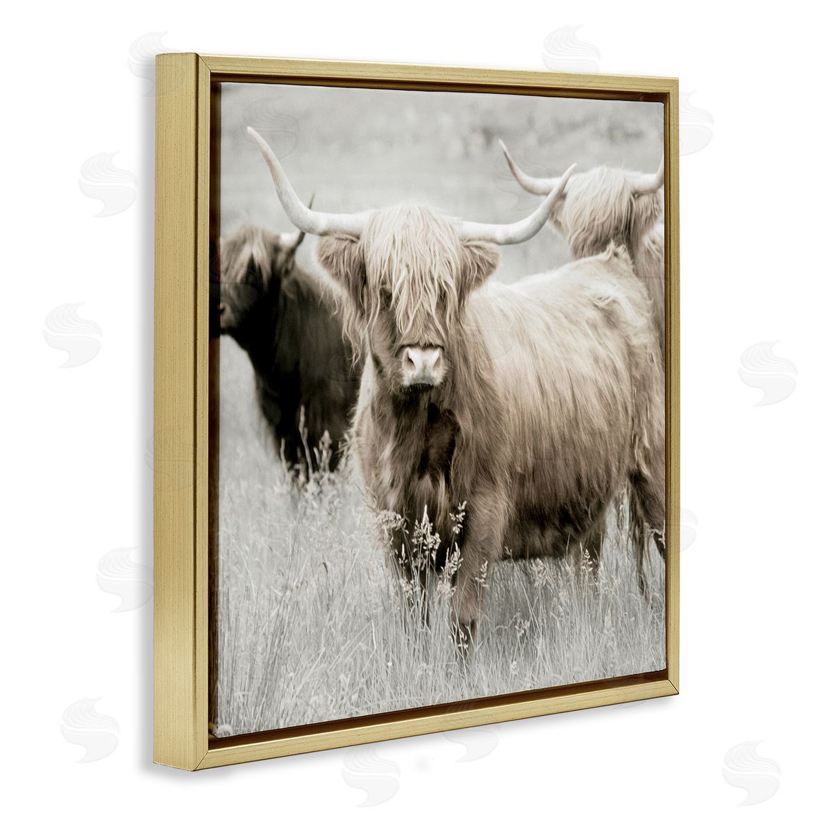 Danita Delimont Highland Cattle Country Meadow Gold Floating Frame Canvas Wall Art Print