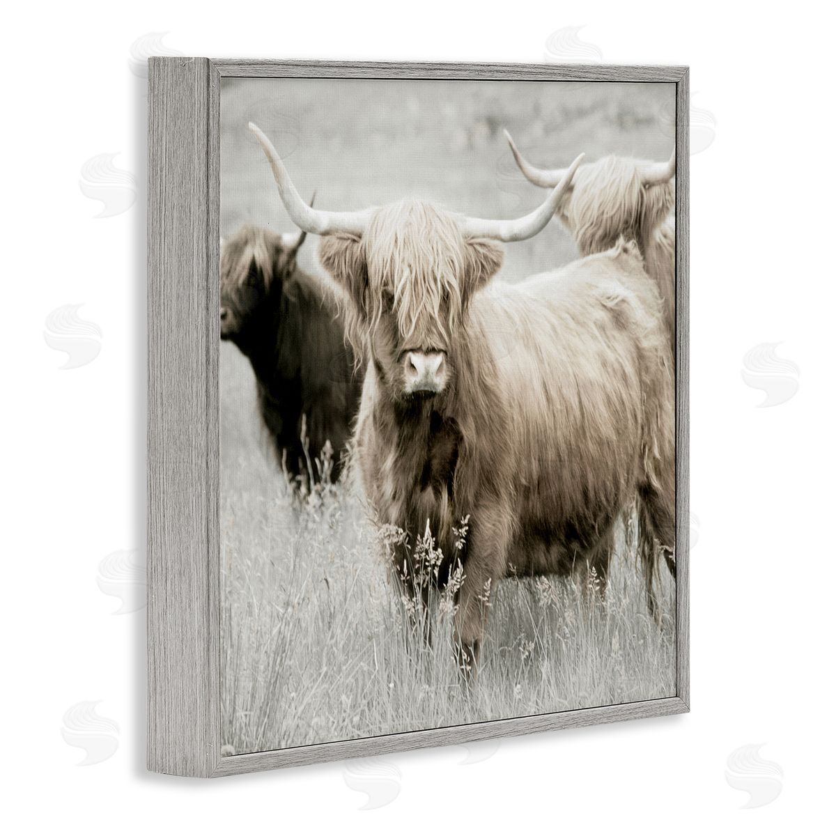 Danita Delimont Highland Cattle Country Meadow Gray Framed Glicee Wall Art Print