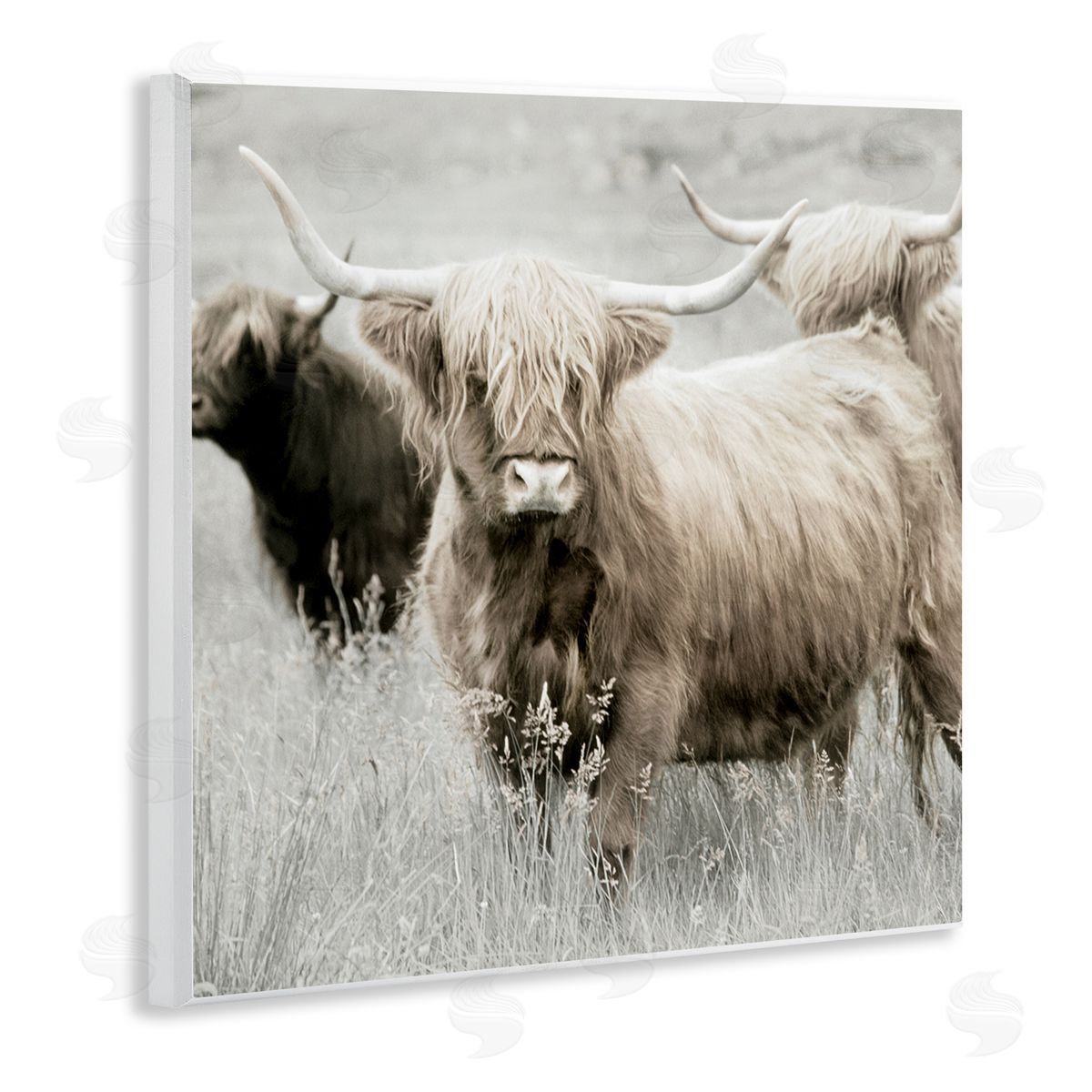 Danita Delimont Highland Cattle Country Meadow Wooden Wall Plaque Art Print
