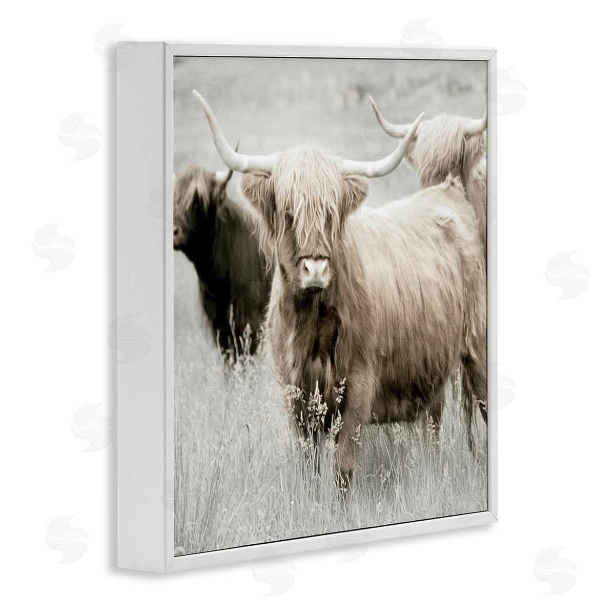 Danita Delimont Highland Cattle Country Meadow White Framed Glicee Wall Art Print