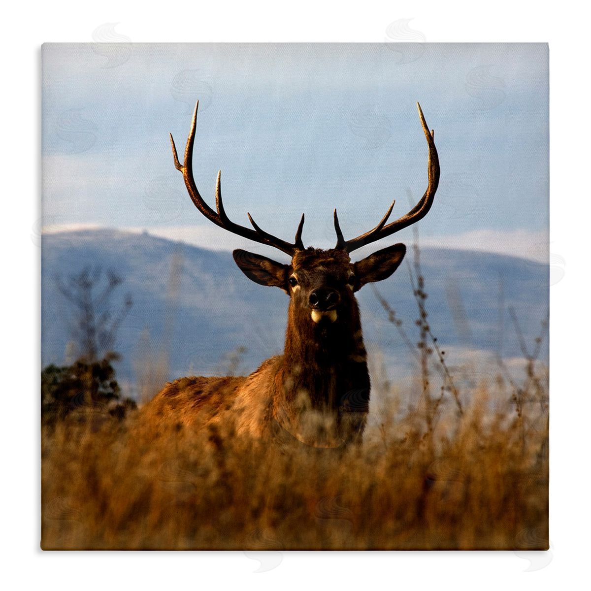 Danita Delimont Buck in Tall Grass Landscape Stretched Canvas Wall Art Print