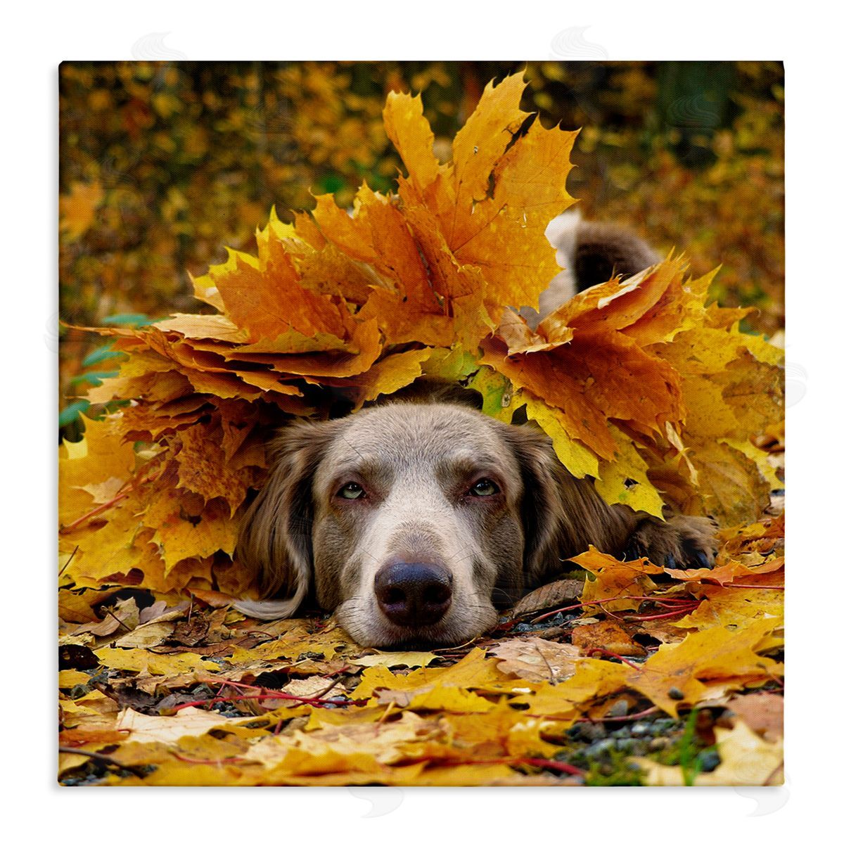 Stupell Studio Happy Puppy Autumn Foliage Stretched Canvas Wall Art Print
