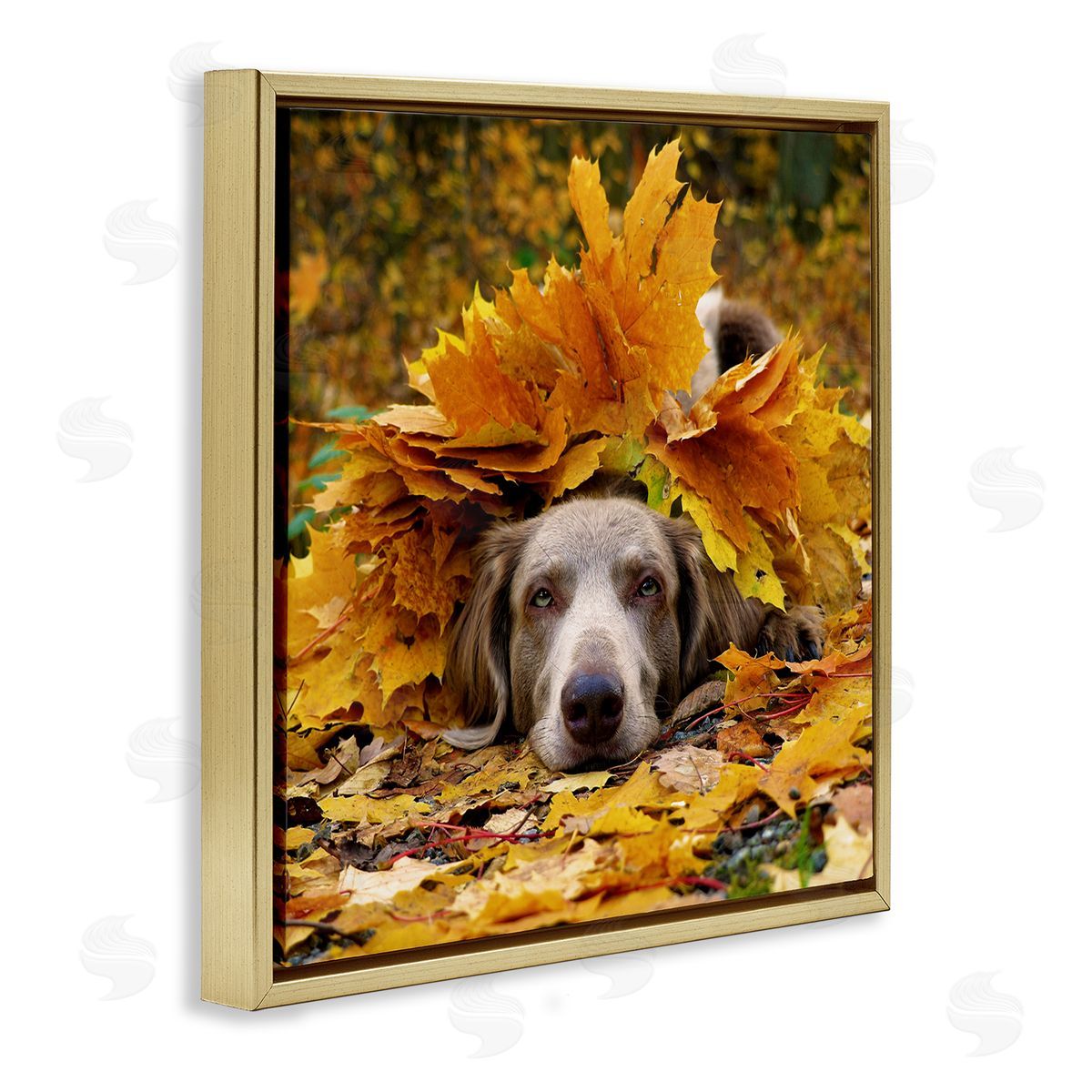 Stupell Studio Happy Puppy Autumn Foliage Gold Floating Frame Canvas Wall Art Print