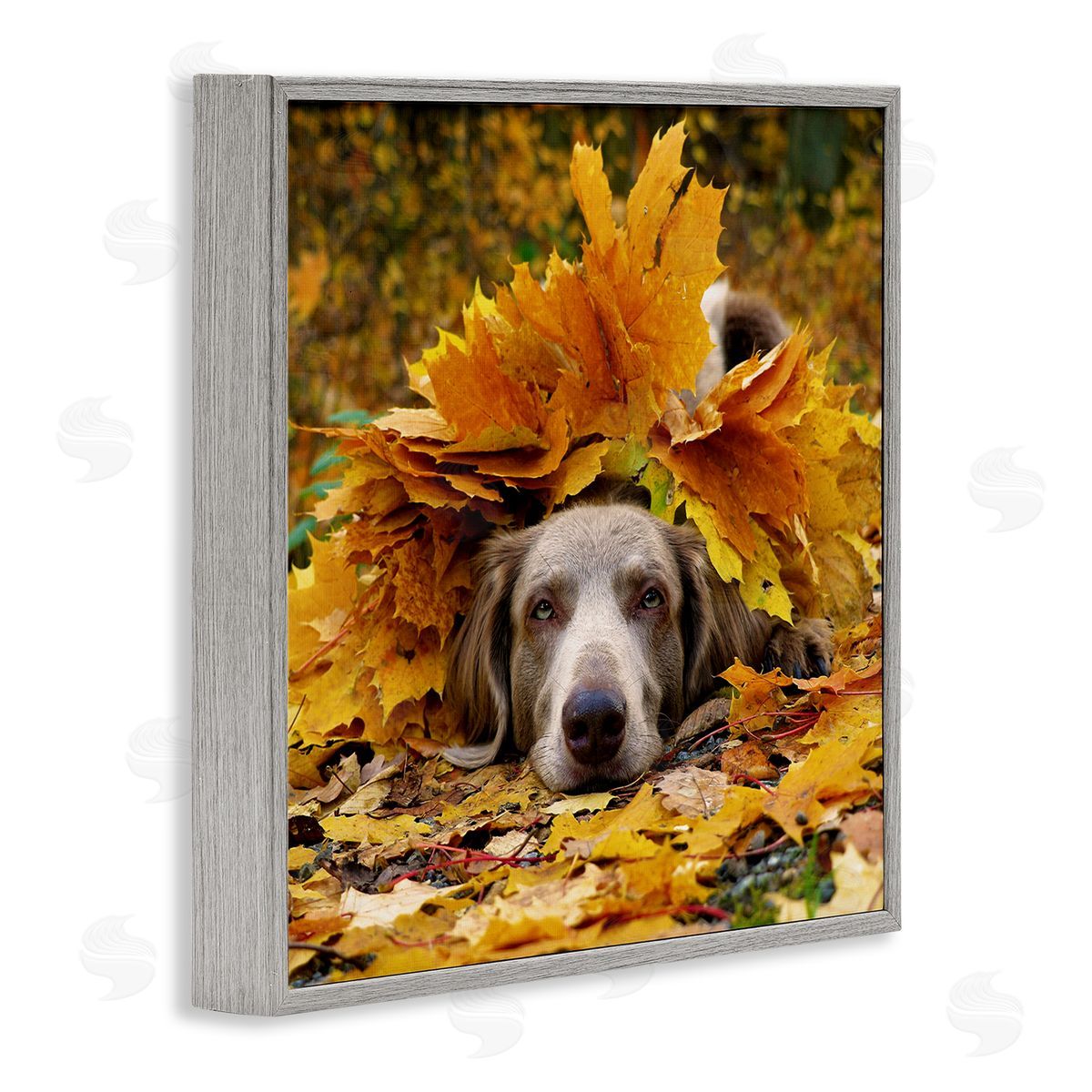 Stupell Studio Happy Puppy Autumn Foliage Gray Framed Glicee Wall Art Print