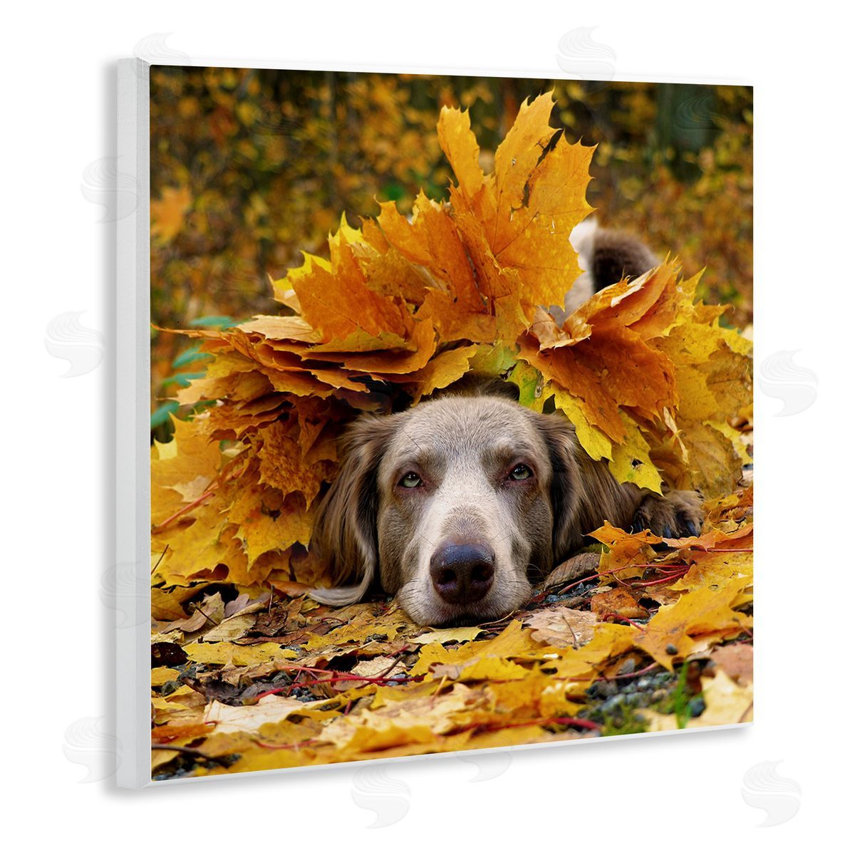 Stupell Studio Happy Puppy Autumn Foliage Wooden Wall Plaque Art Print