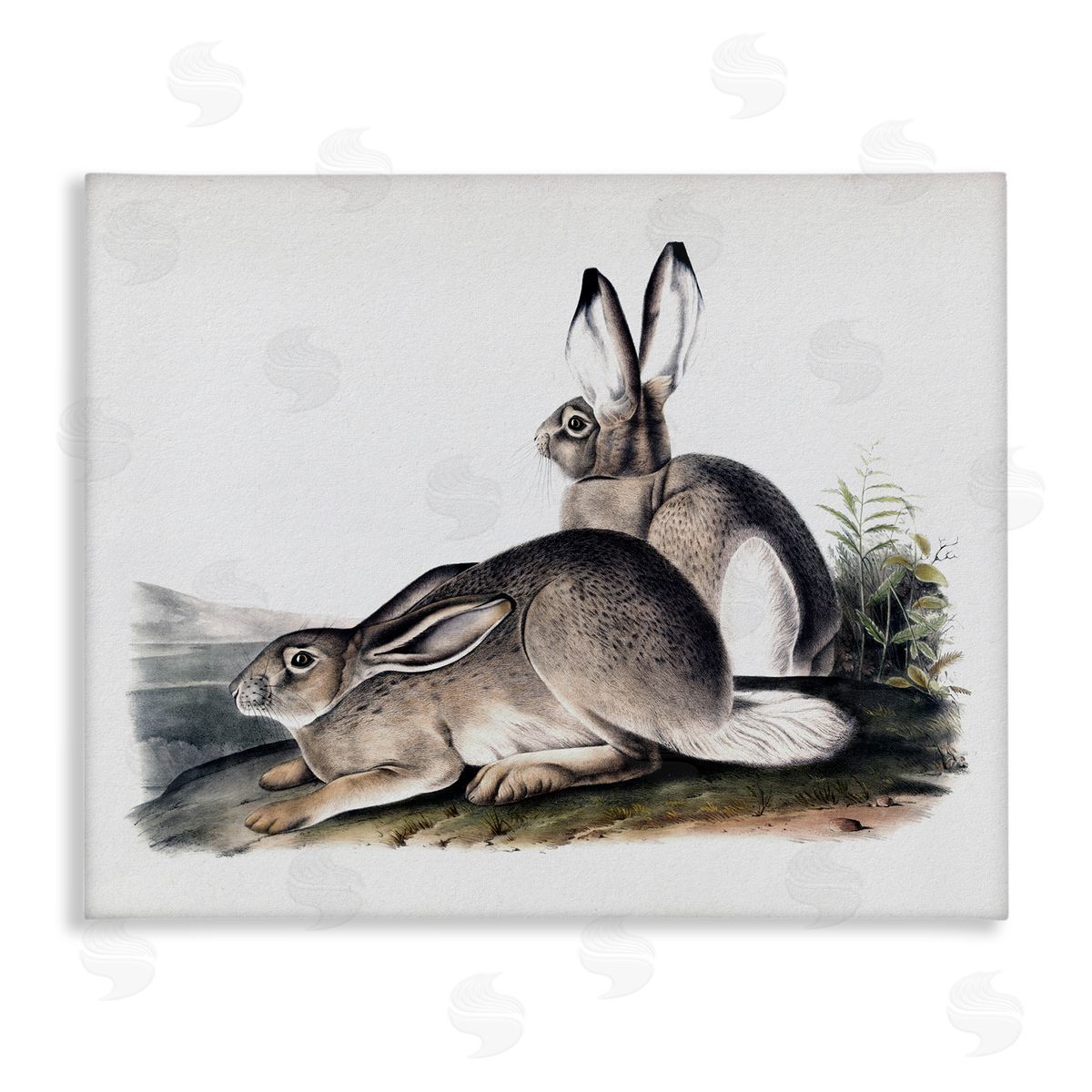 Lettered and Lined Rabbit Duo Gazing Animals