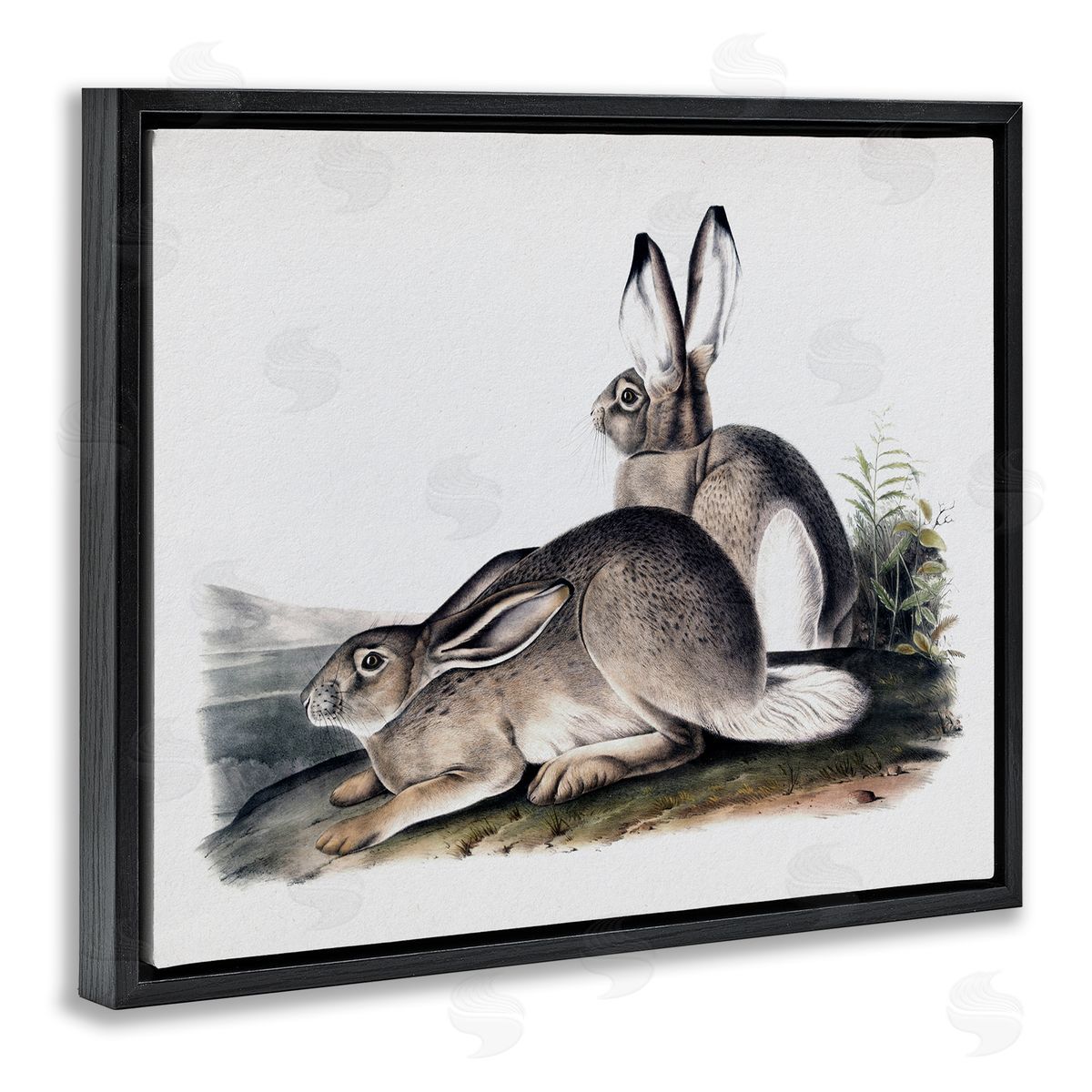 Lettered and Lined Rabbit Duo Gazing Animals