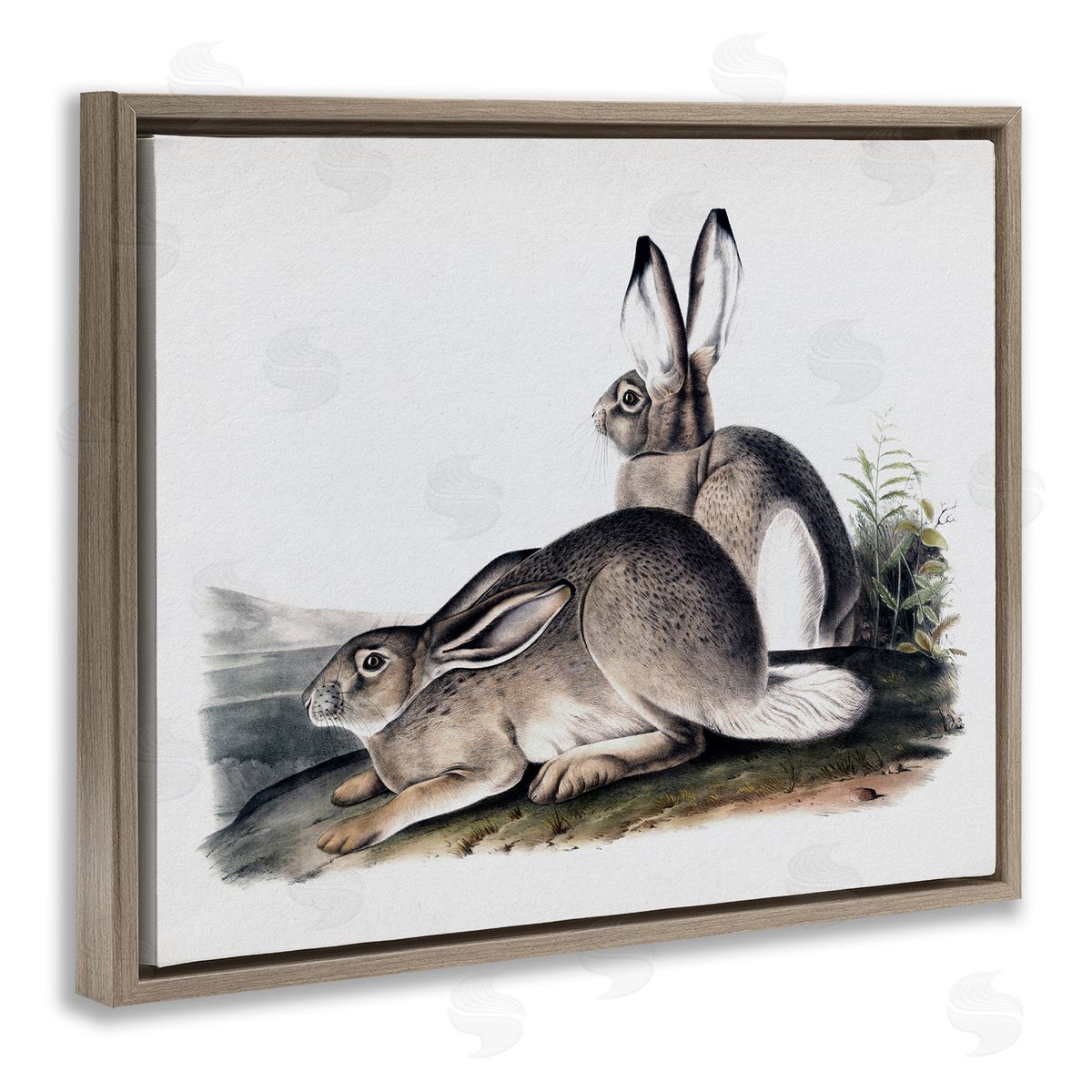 Lettered and Lined Rabbit Duo Gazing Animals