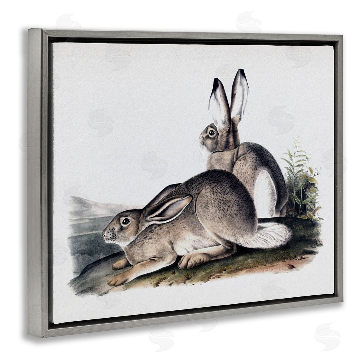Lettered and Lined Rabbit Duo Gazing Animals