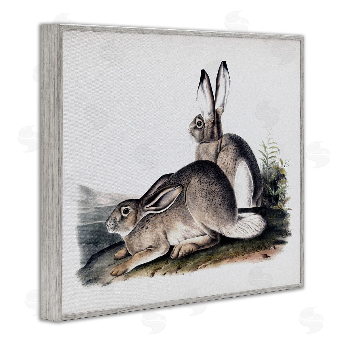 Lettered and Lined Rabbit Duo Gazing Animals