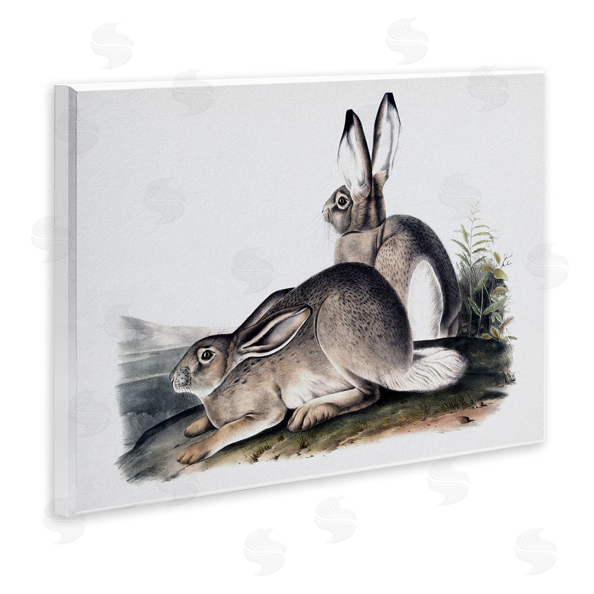 Lettered and Lined Rabbit Duo Gazing Animals
