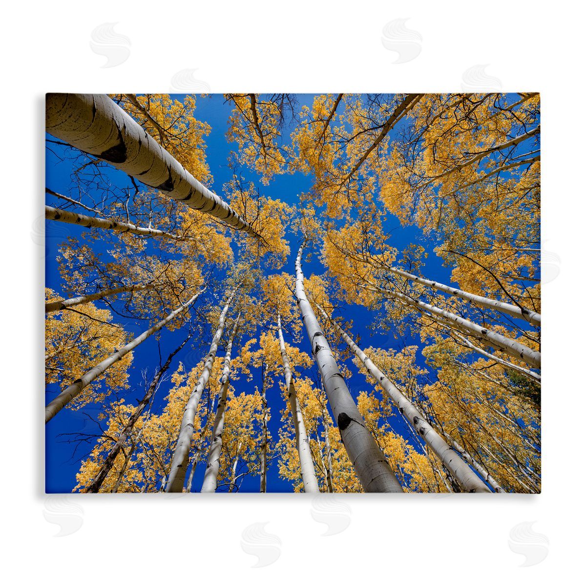 Andy Crawford Photography Looming Woodland Foliage Trees