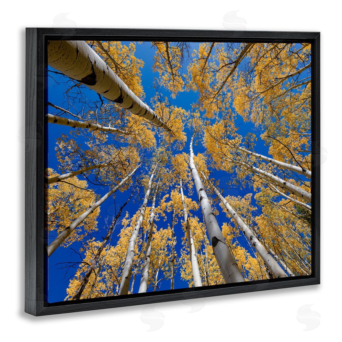 Andy Crawford Photography Looming Woodland Foliage Trees
