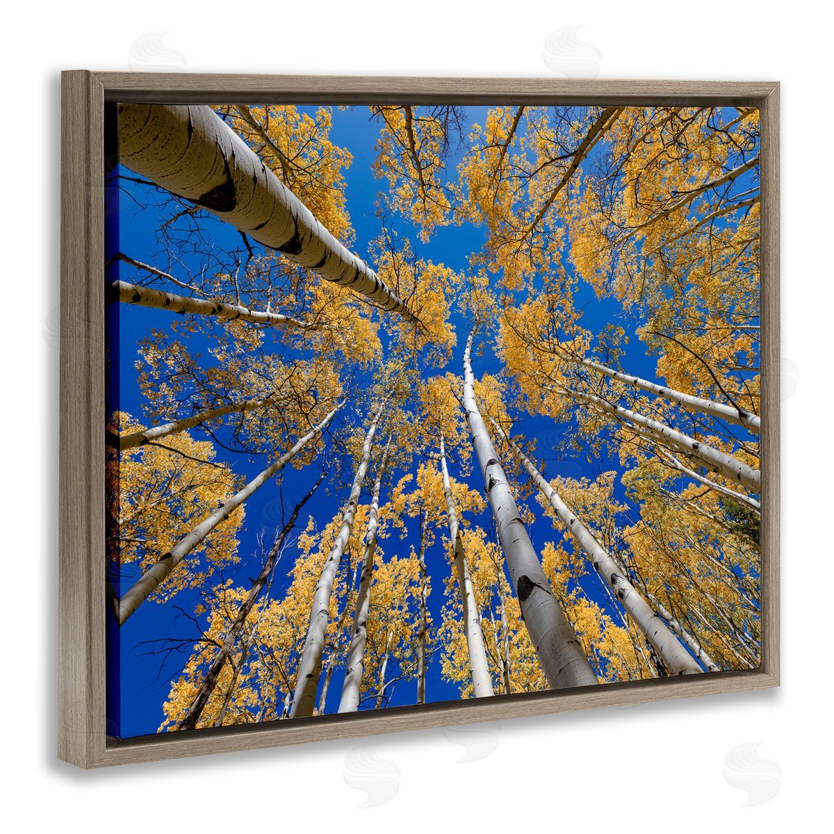 Andy Crawford Photography Looming Woodland Foliage Trees