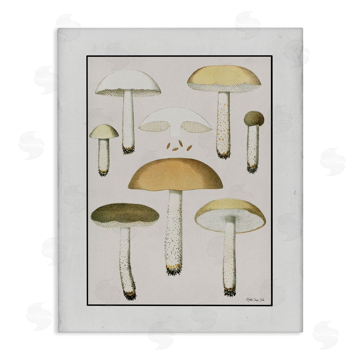 Stellar Design Studio Various Mushrooms Forest Plant