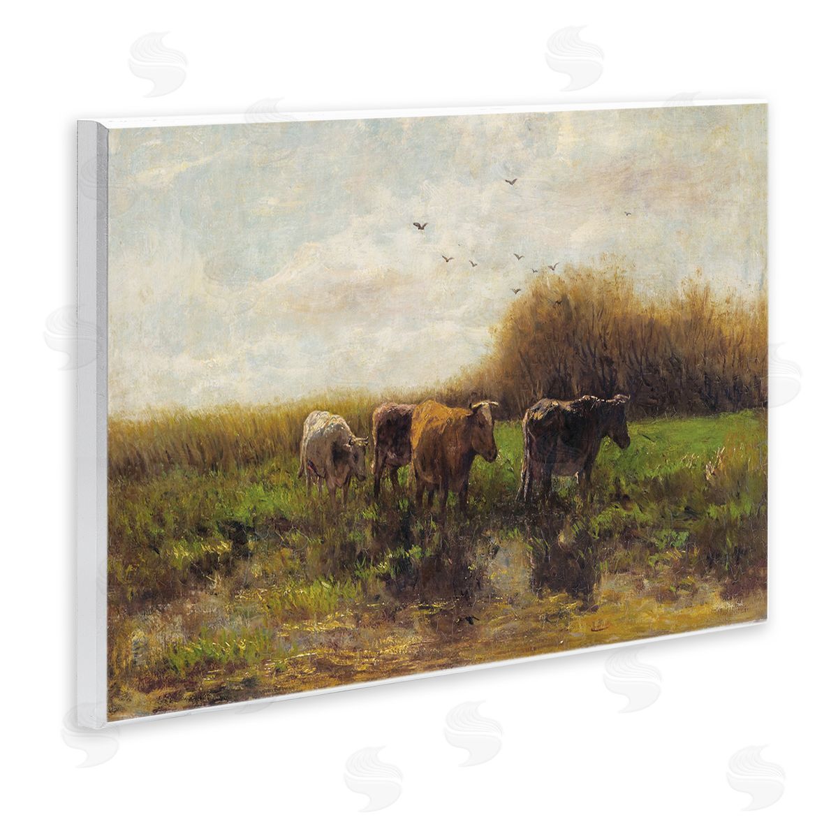 Stellar Design Studio Cattle Stepping Rural Scenery