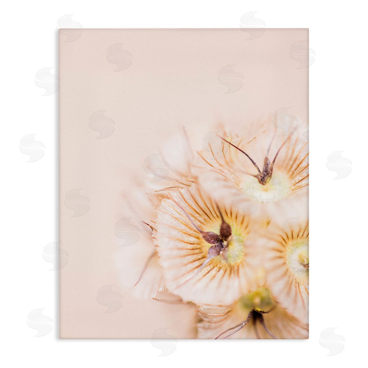 Renee W. Stramel Close Up Pink Flower Anther 