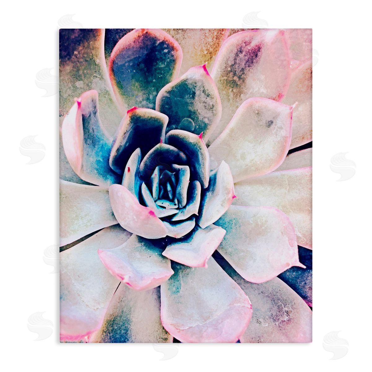 Irena Orlov Modern Succulent Plant View