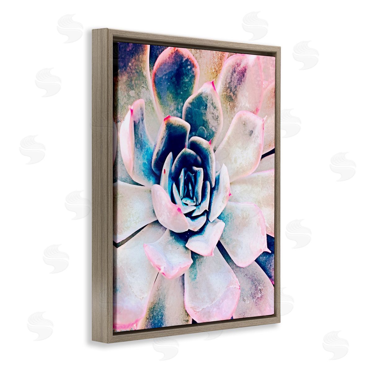 Irena Orlov Modern Succulent Plant View