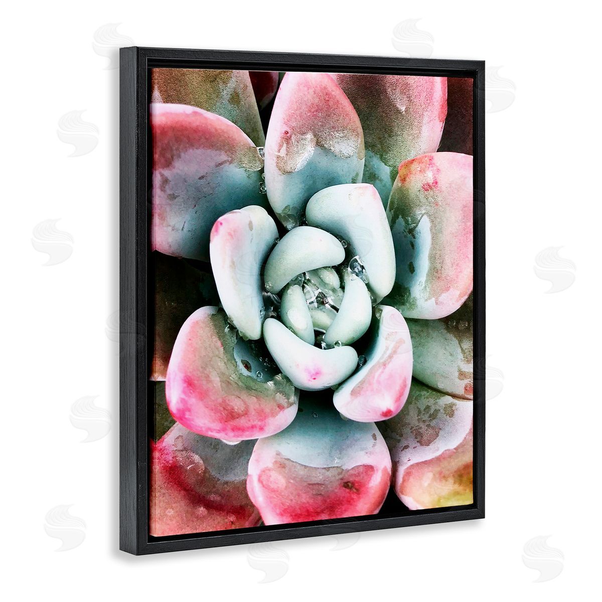 Irena Orlov Succulent Plant Rain Droplet