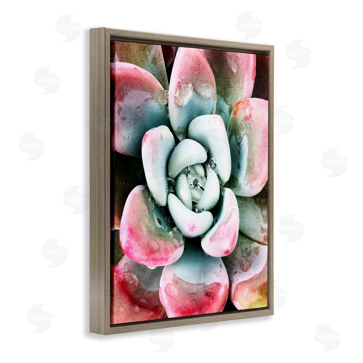 Irena Orlov Succulent Plant Rain Droplet