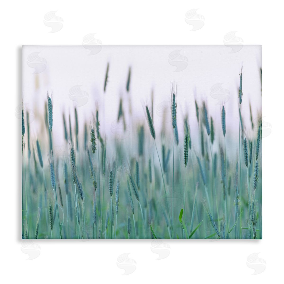 Nancy Crowell Green Wheat Field Sprigs 