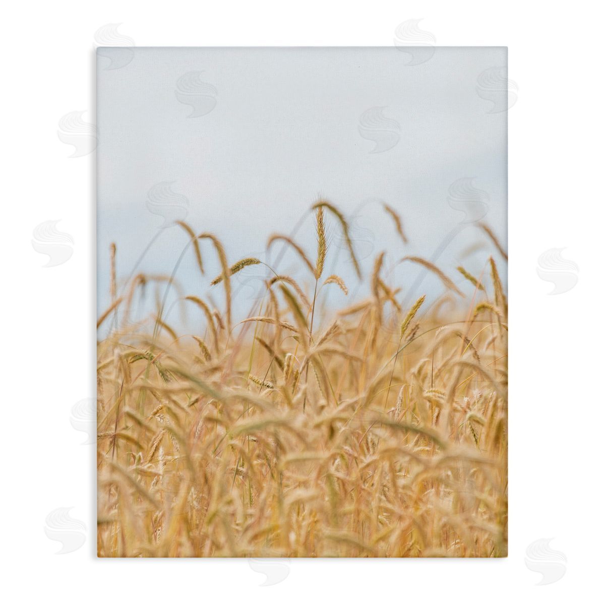 Nancy Crowell Rural Wheat Field Crops