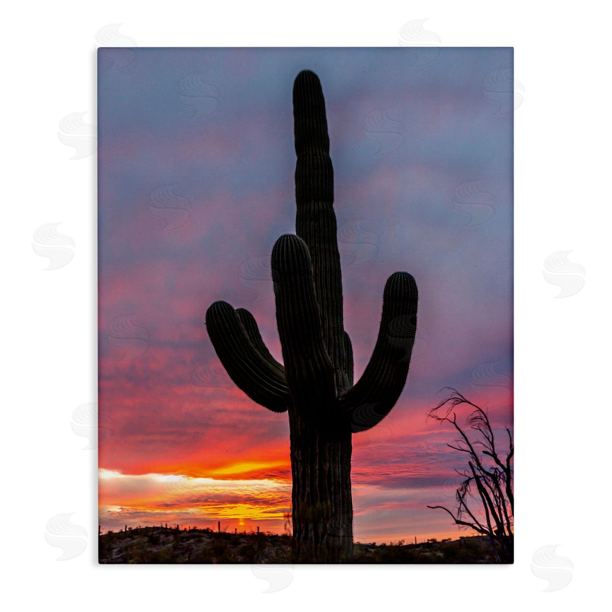 Jeff Poe Photography Looming Desert Cactus Silhouette