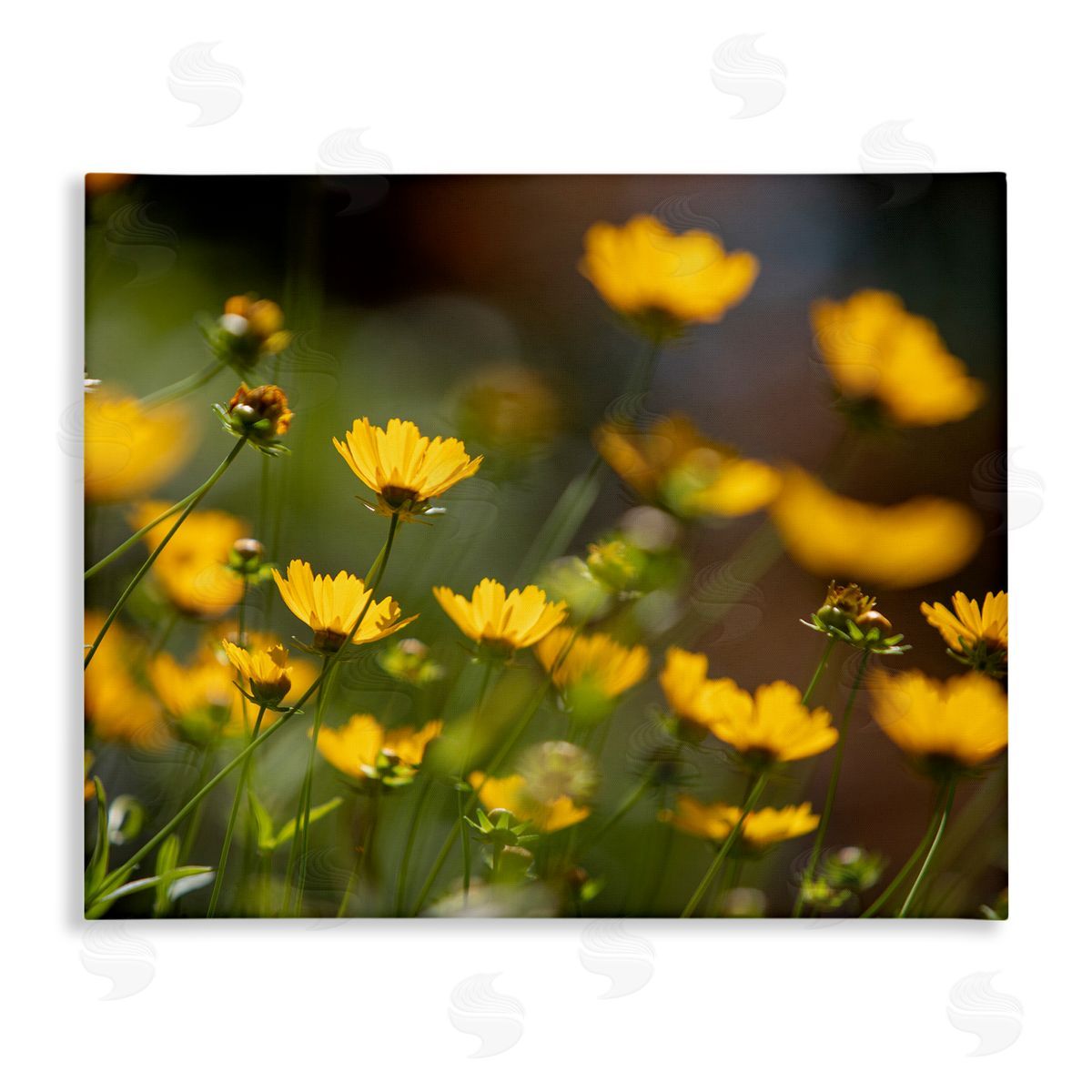 Aaron Matheson Yellow Daisy Wildflower Field
