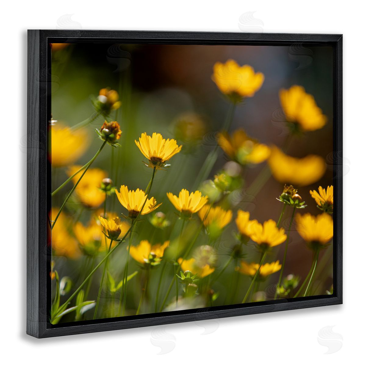 Aaron Matheson Yellow Daisy Wildflower Field