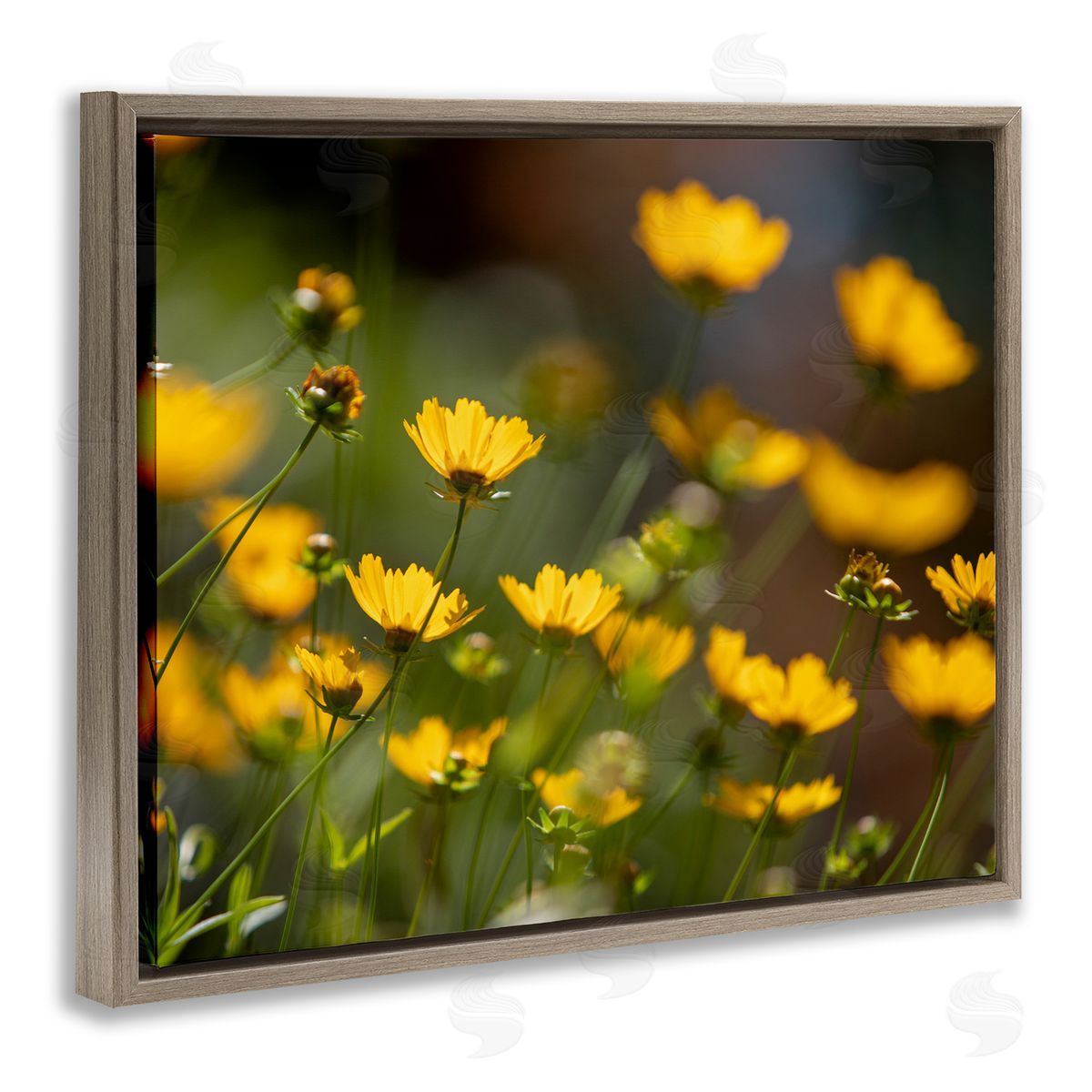 Aaron Matheson Yellow Daisy Wildflower Field