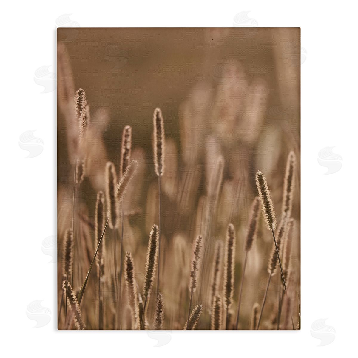 Stupell Studio Rural Wheat Field Nature