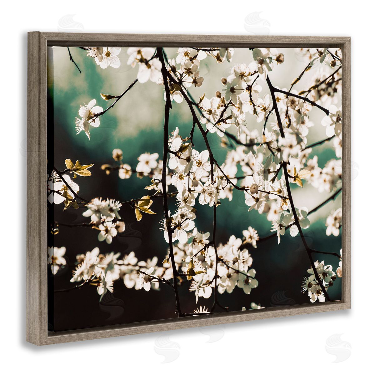 Stupell Studio Cherry Blossom Nature Photography