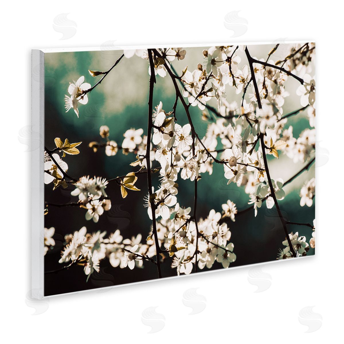 Stupell Studio Cherry Blossom Nature Photography