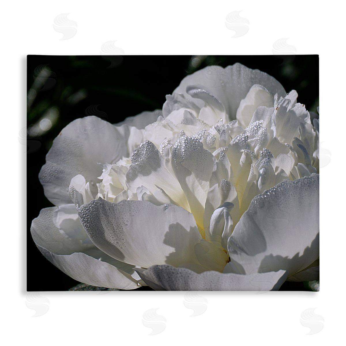 Stupell Studio Blooming White Petals Photography