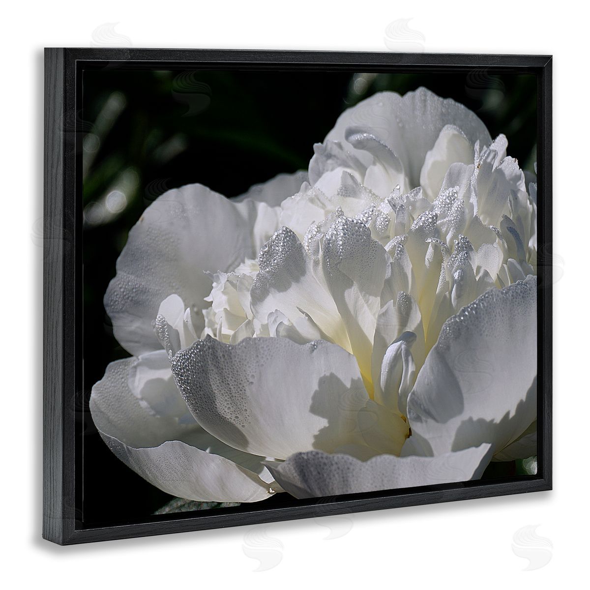 Stupell Studio Blooming White Petals Photography