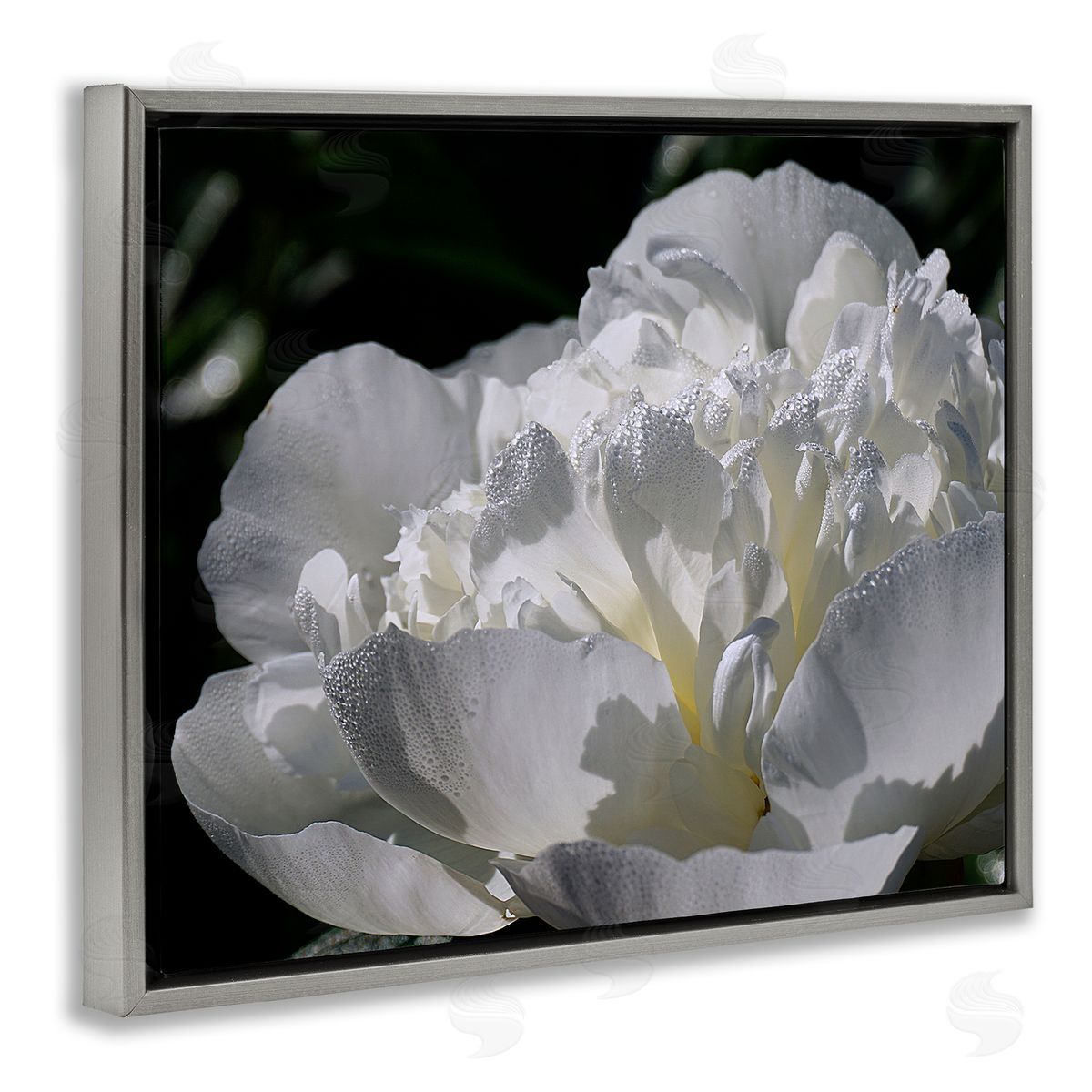 Stupell Studio Blooming White Petals Photography