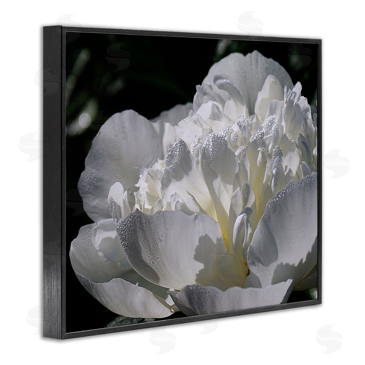 Stupell Studio Blooming White Petals Photography