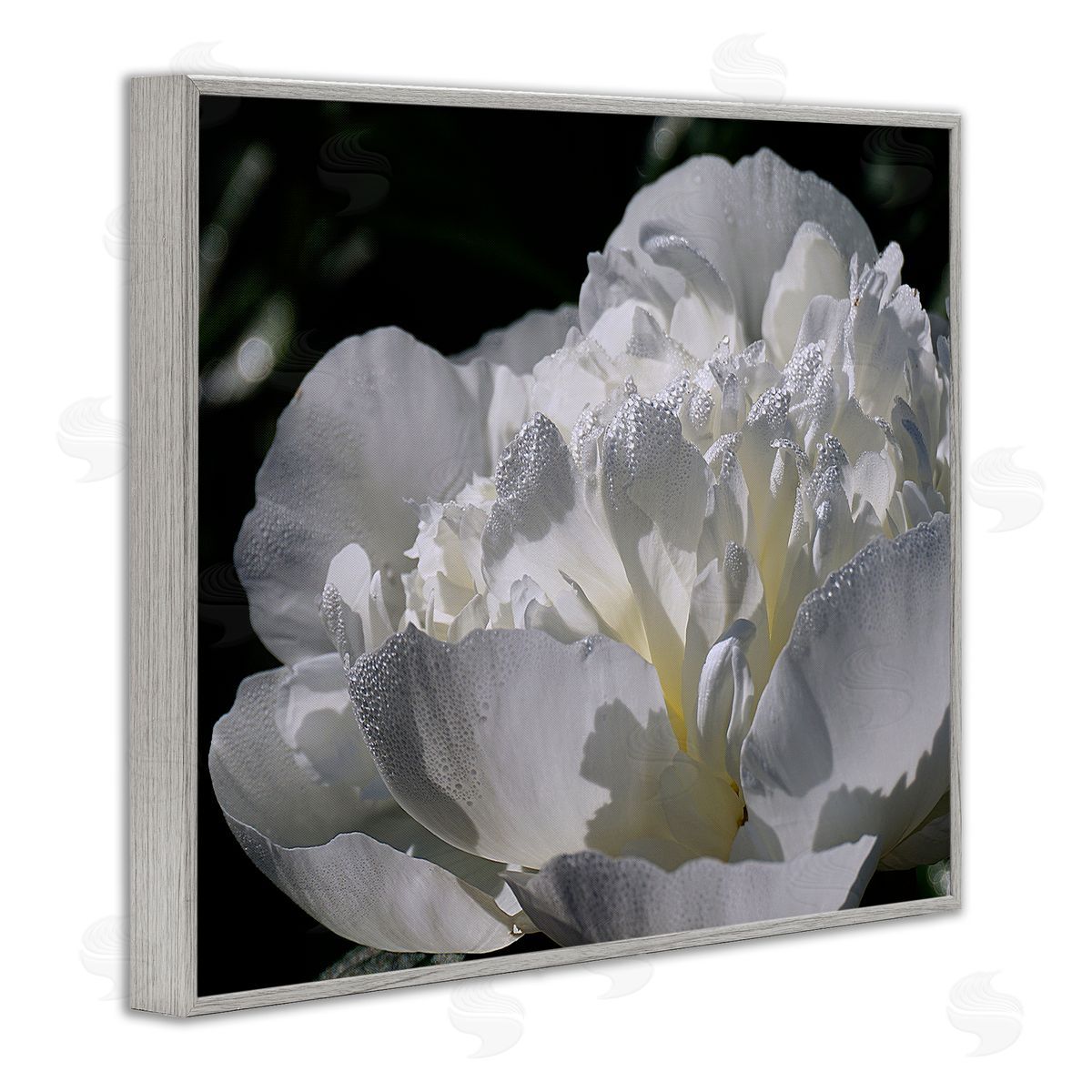 Stupell Studio Blooming White Petals Photography