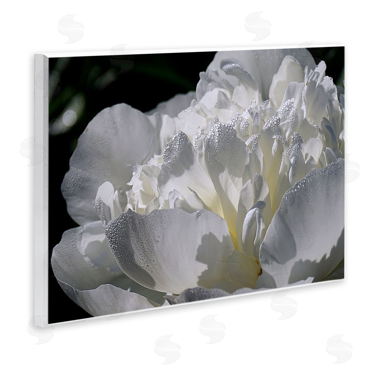 Stupell Studio Blooming White Petals Photography