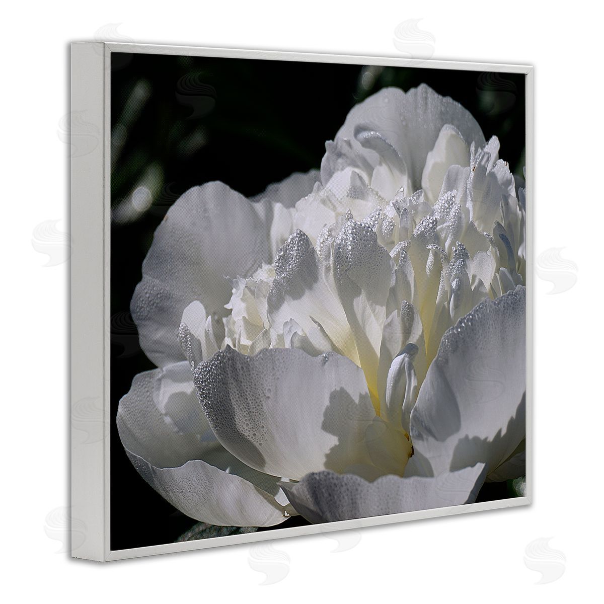 Stupell Studio Blooming White Petals Photography