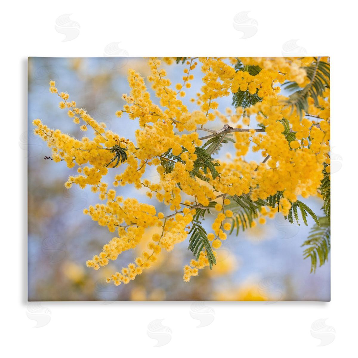 Stupell Studio Yellow Mimosa Tree Flowers Nature